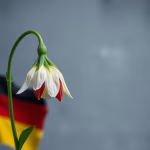 German flag with wilting flower.